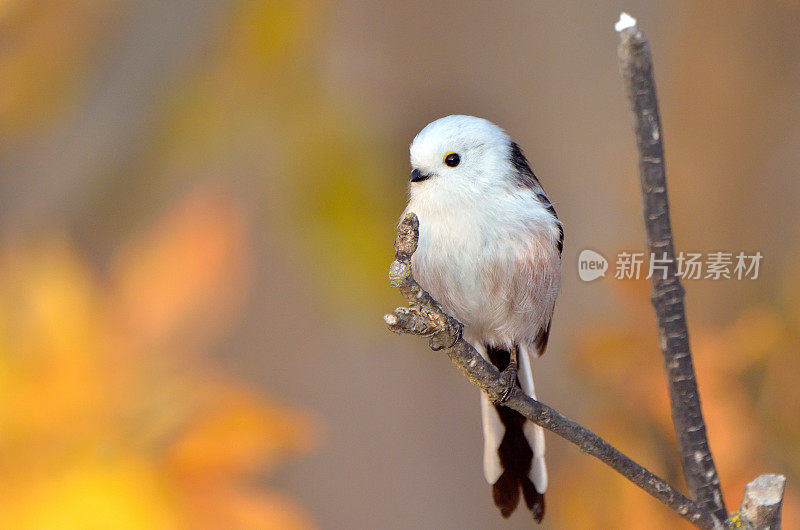 户外长尾山雀(aegithalos caudatus)